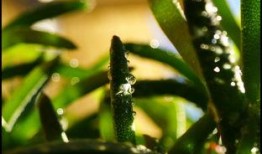 露珠在线观看,揭秘网络直播的魅力与挑战